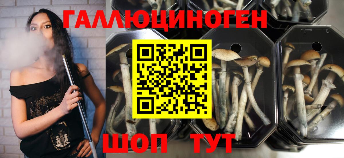Томск  Псилоцибиновые грибы Psilocybe  Вход с VPN 